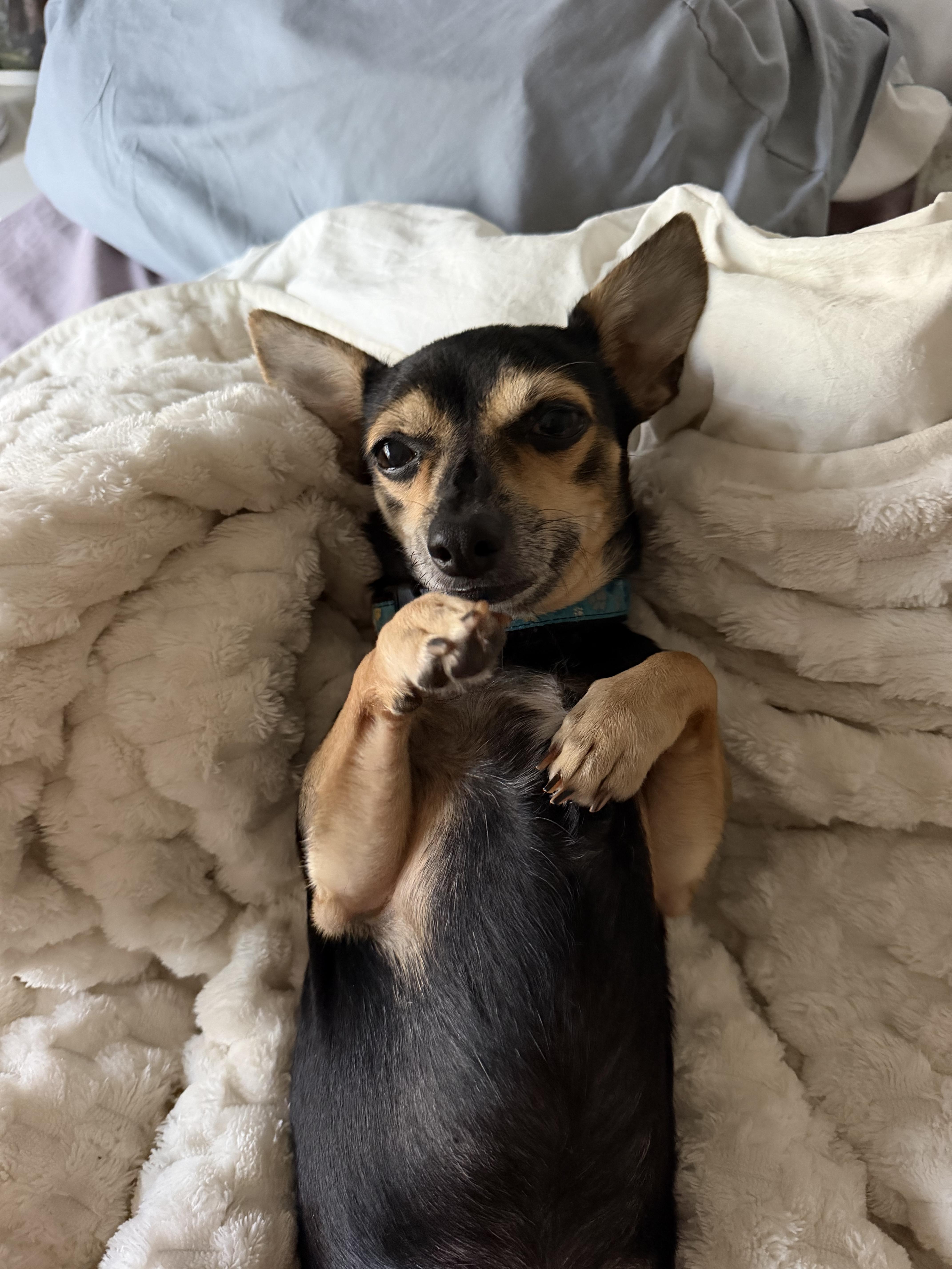 Fazo, Adoptable, Young Male Chiweenie.