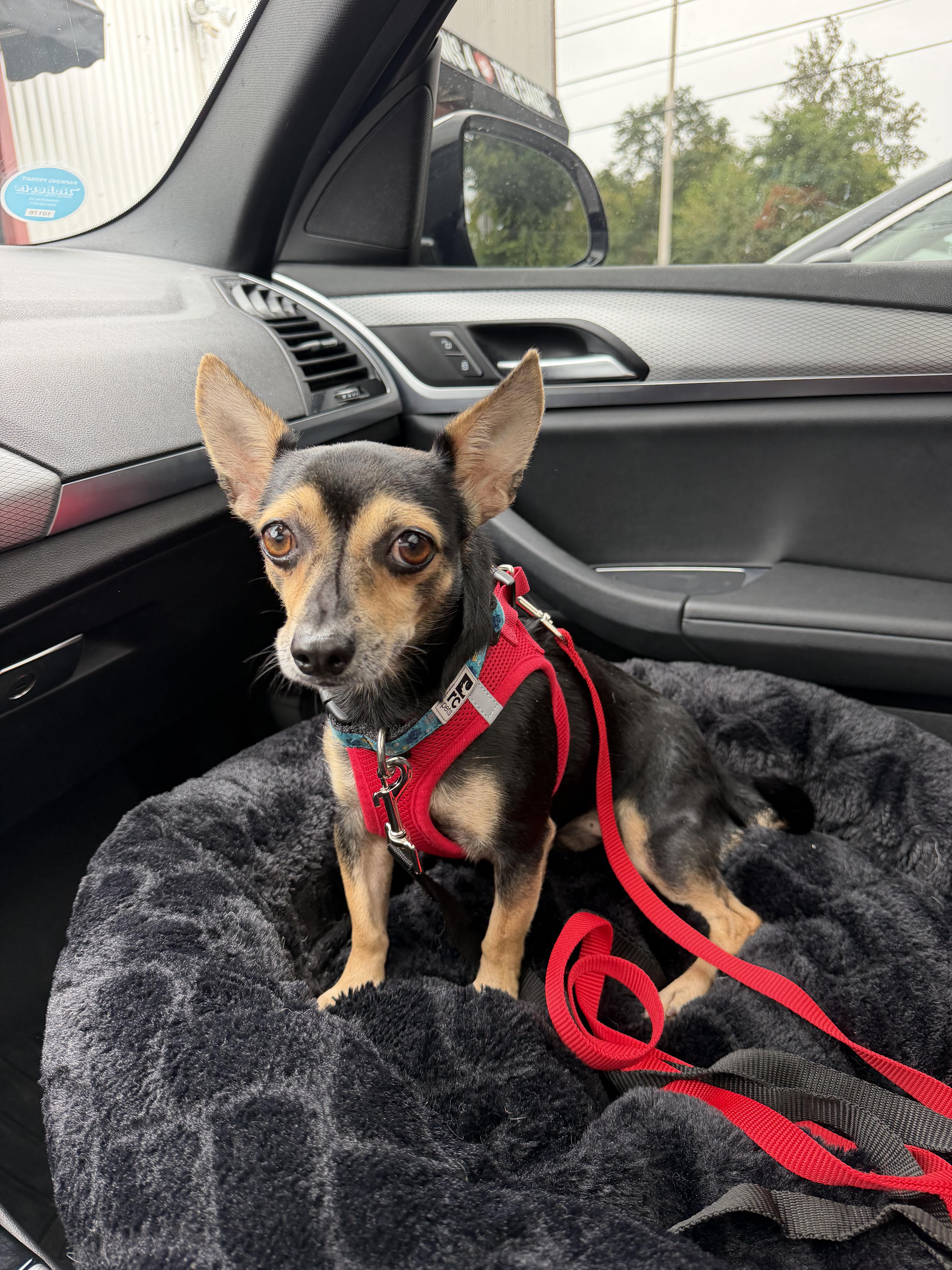 Enlarge Fazo, a Adoptable Chiweenie in Lexington, KY image 2/6