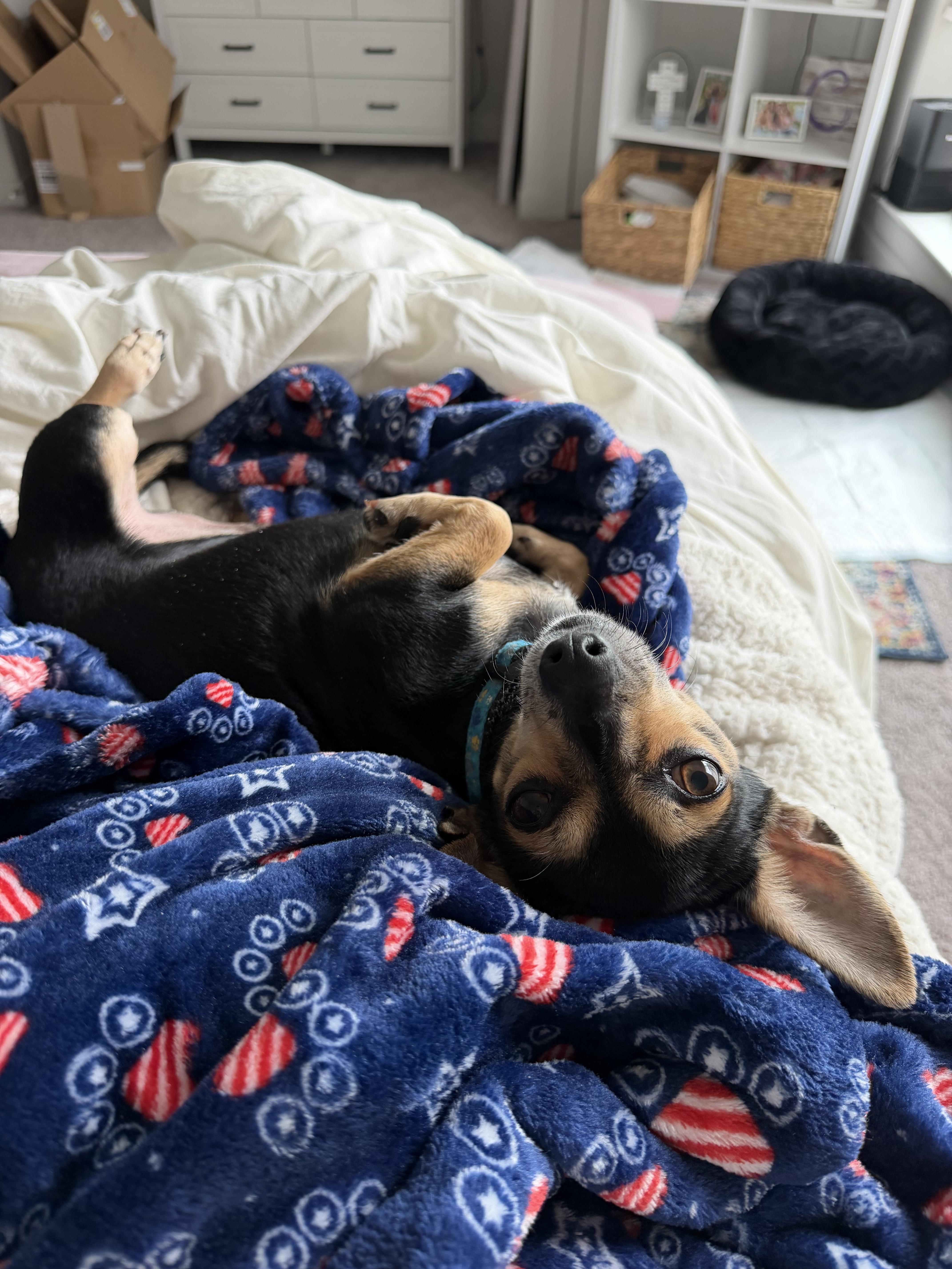 Enlarge Fazo, a Adoptable Chiweenie in Lexington, KY image 3/6
