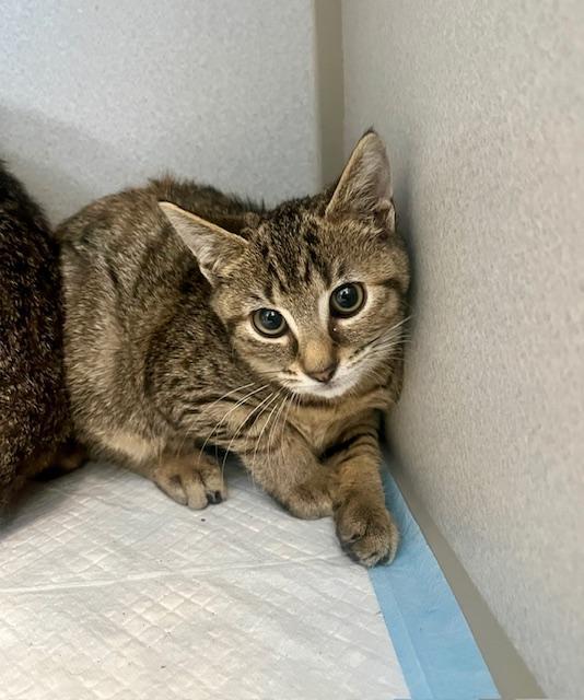 Cinnamon, adoptable, Kitten Female Domestic Short Hair.