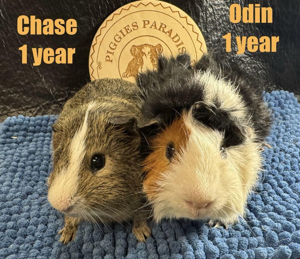 Enlarge Chase & Odin, a Adoptable Short-Haired in Red Oak, IA image 1/1
