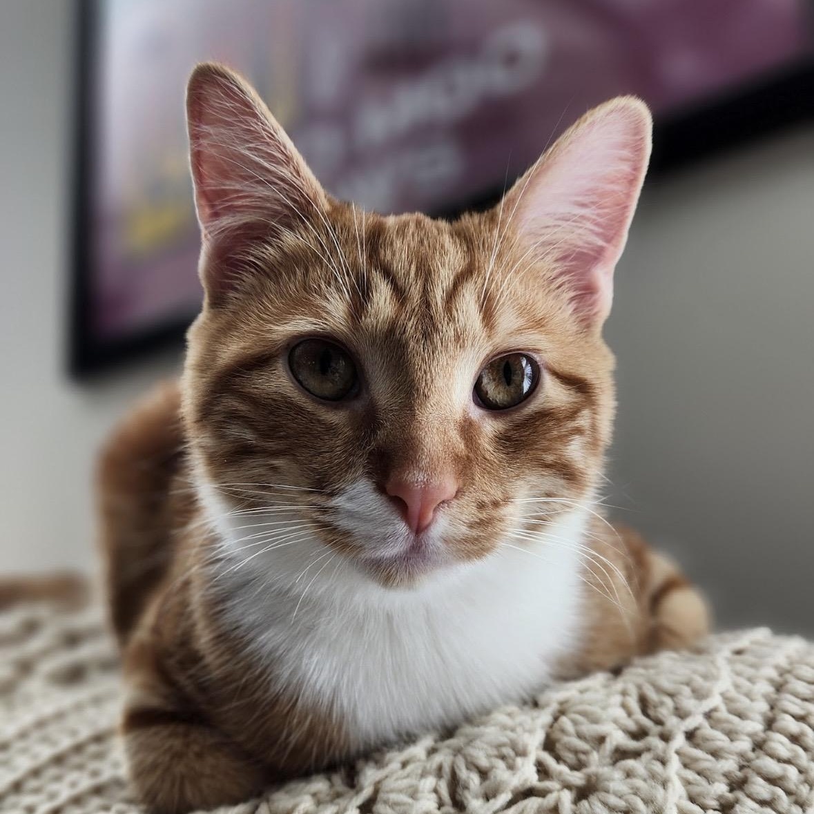 Theodore, ADOPTABLE, Kitten Male Domestic Short Hair.