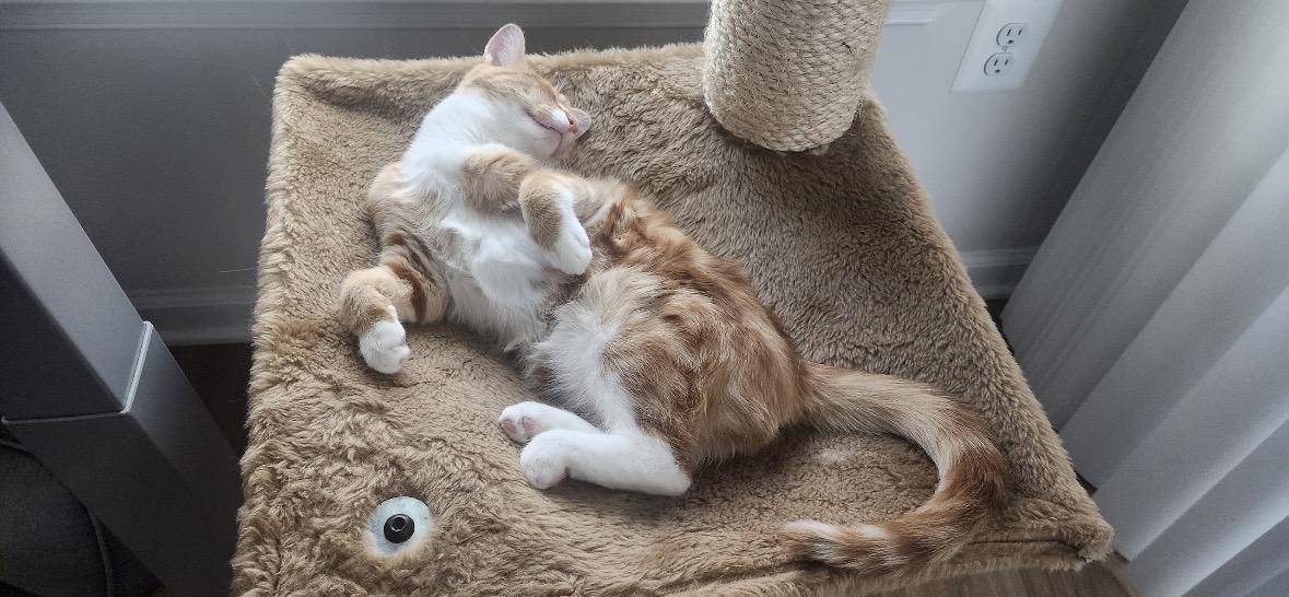 Theodore, a ADOPTABLE Domestic Short Hair in Beltsville, MD image 5/6