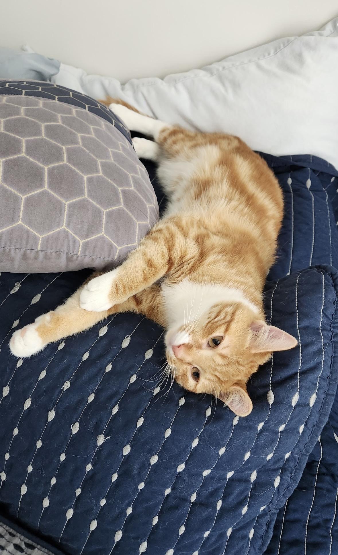 Theodore, a ADOPTABLE Domestic Short Hair in Beltsville, MD image 6/6