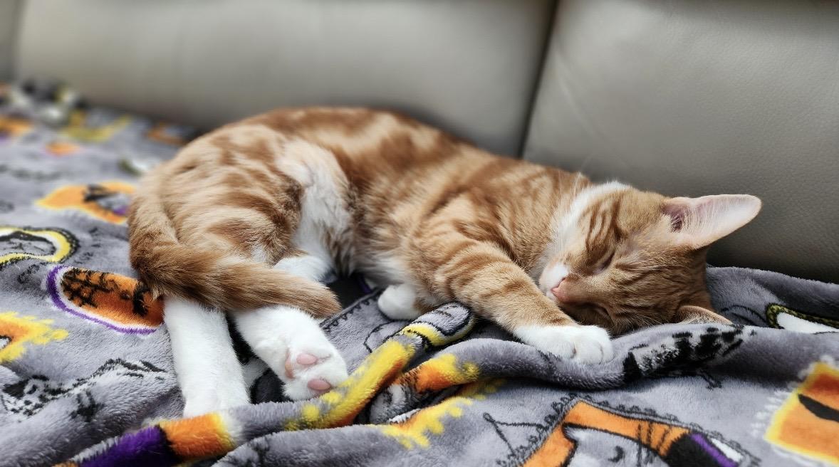 Theodore, a ADOPTABLE Domestic Short Hair in Beltsville, MD image 3/6