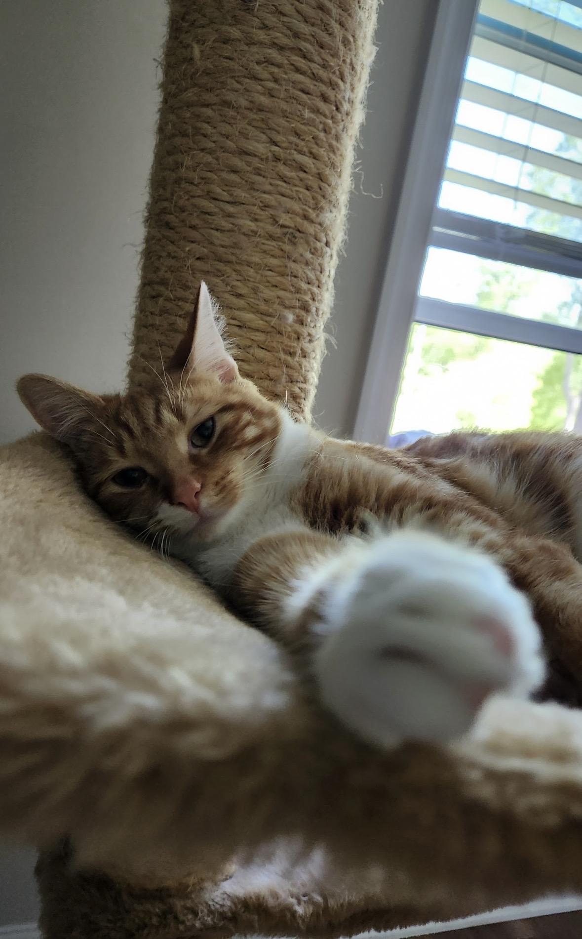 Theodore, a ADOPTABLE Domestic Short Hair in Beltsville, MD image 4/6