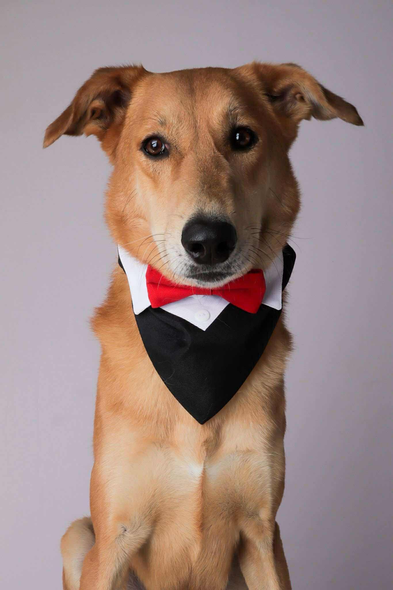 Cole, ADOPTABLE, Adult Male Saluki.