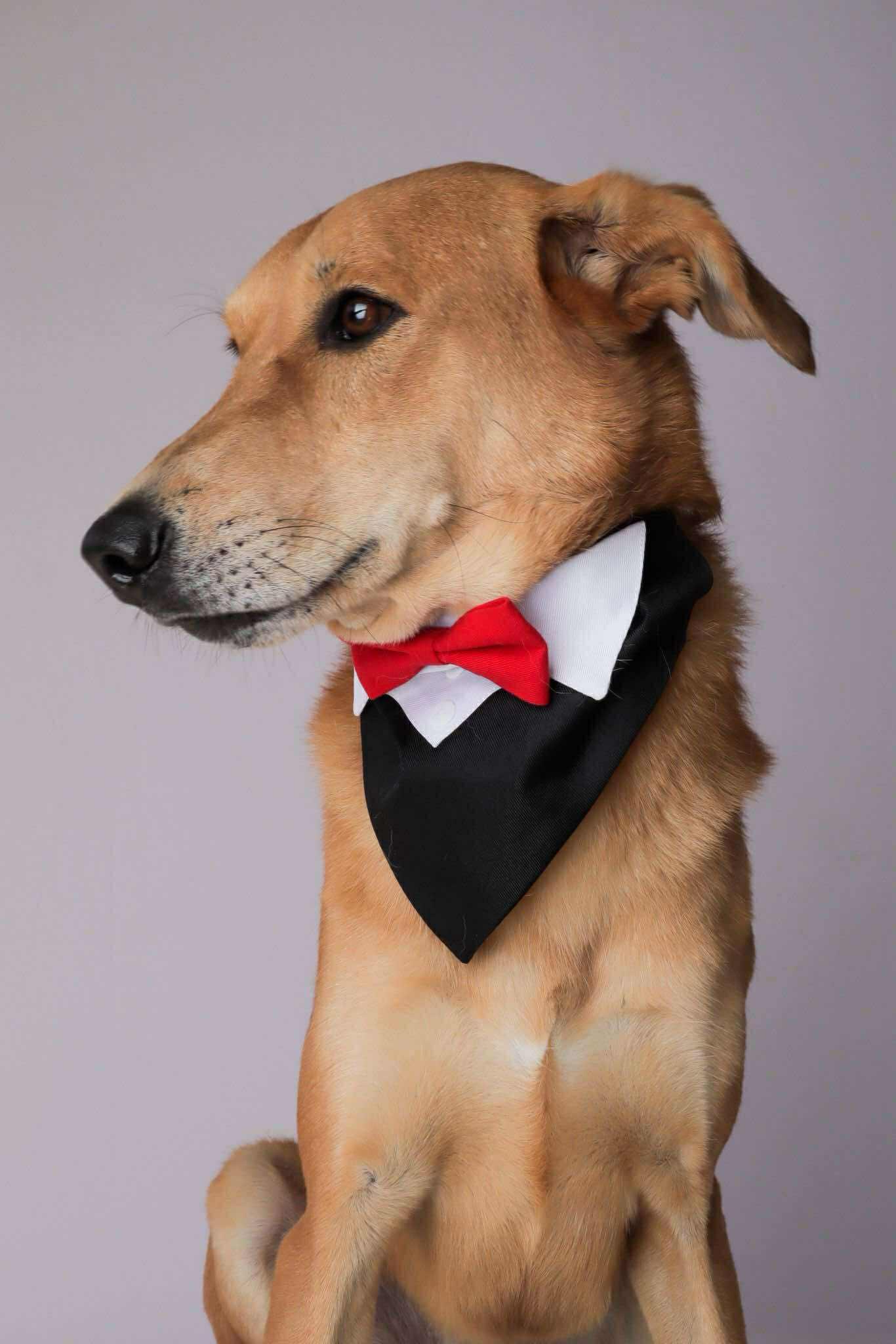 Cole, a ADOPTABLE Saluki in Alexandria , VA image 2/2
