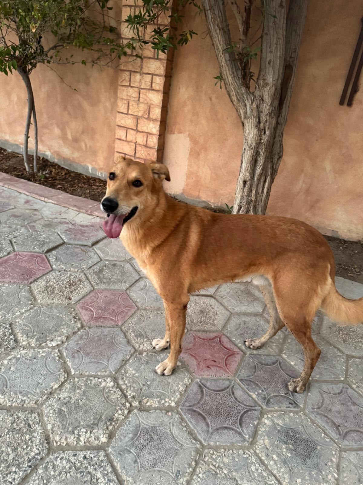 Cole, ADOPTABLE, Adult Male Saluki.