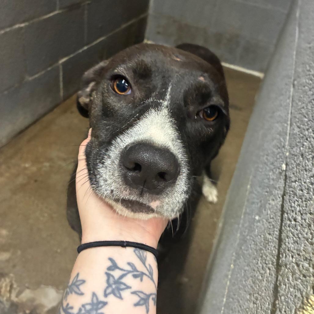 Lamp Shady, Adoptable, Adult Female Mixed Breed.