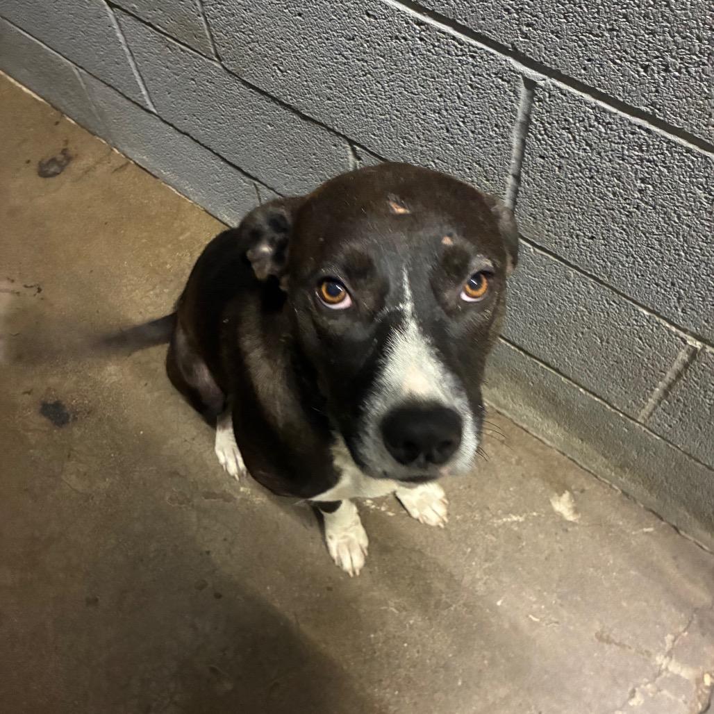 Enlarge Lamp Shady, a Adoptable Mixed Breed in Corbin, KY image 2/6