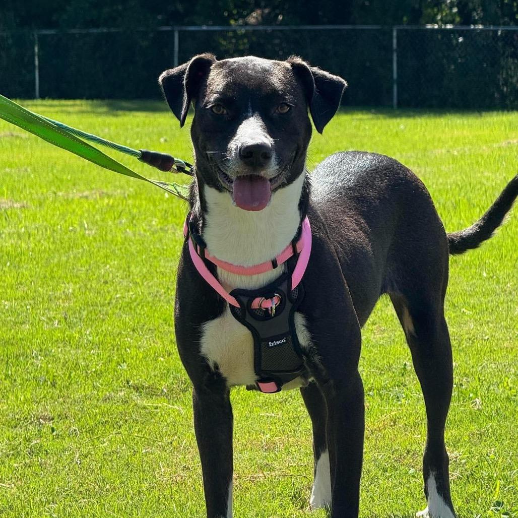 Enlarge Lamp Shady, a Adoptable Mixed Breed in Corbin, KY image 3/6