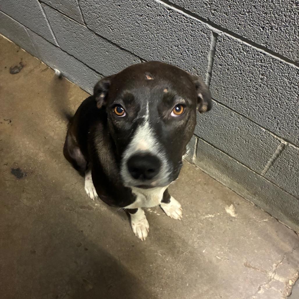 Enlarge Lamp Shady, a Adoptable Mixed Breed in Corbin, KY image 4/6