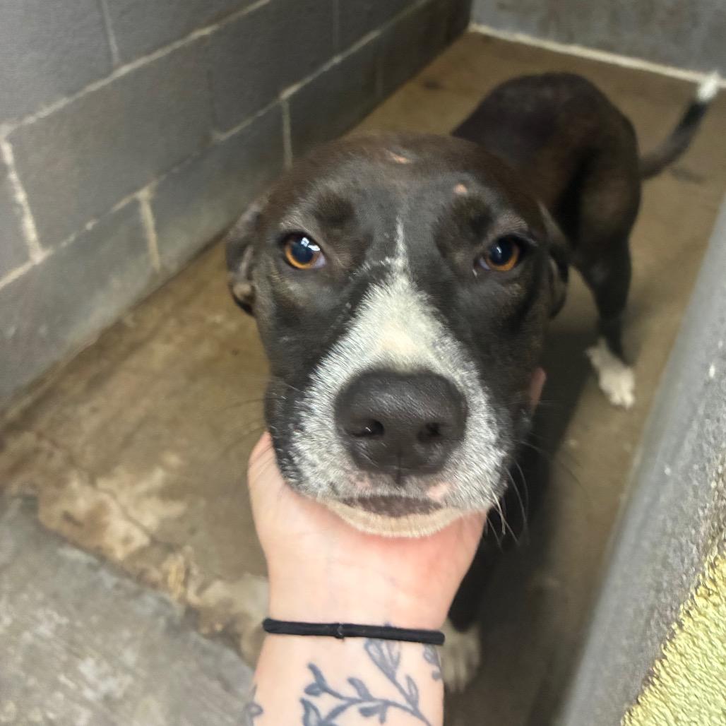 Enlarge Lamp Shady, a Adoptable Mixed Breed in Corbin, KY image 5/6