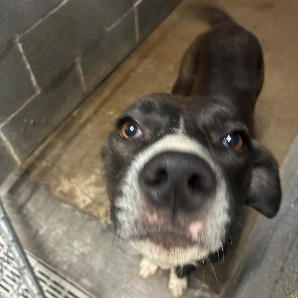 Enlarge Lamp Shady, a Adoptable Mixed Breed in Corbin, KY image 6/6