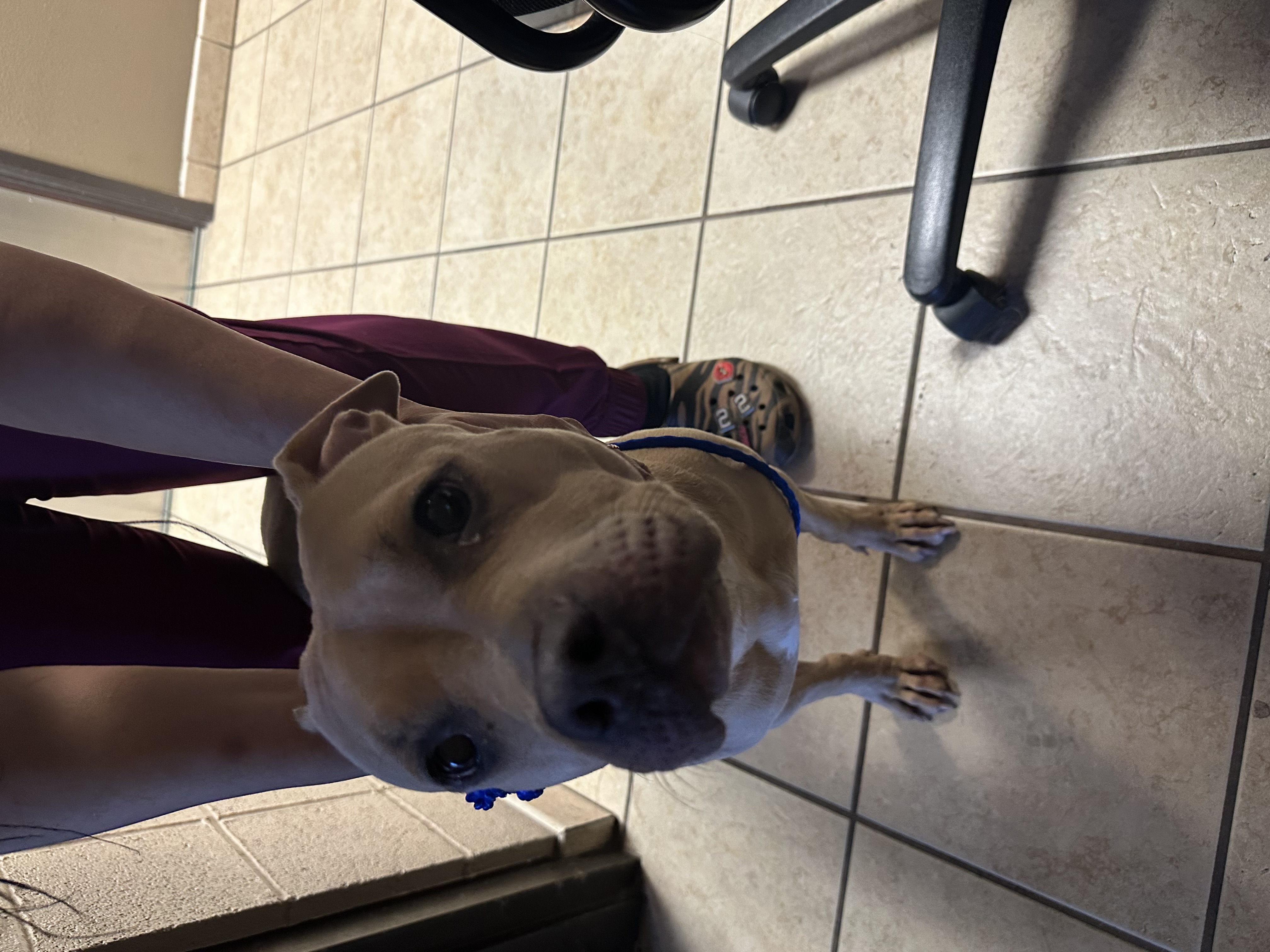 NANI, a Adoptable mixed breed in Las Vegas, NV image 4/4