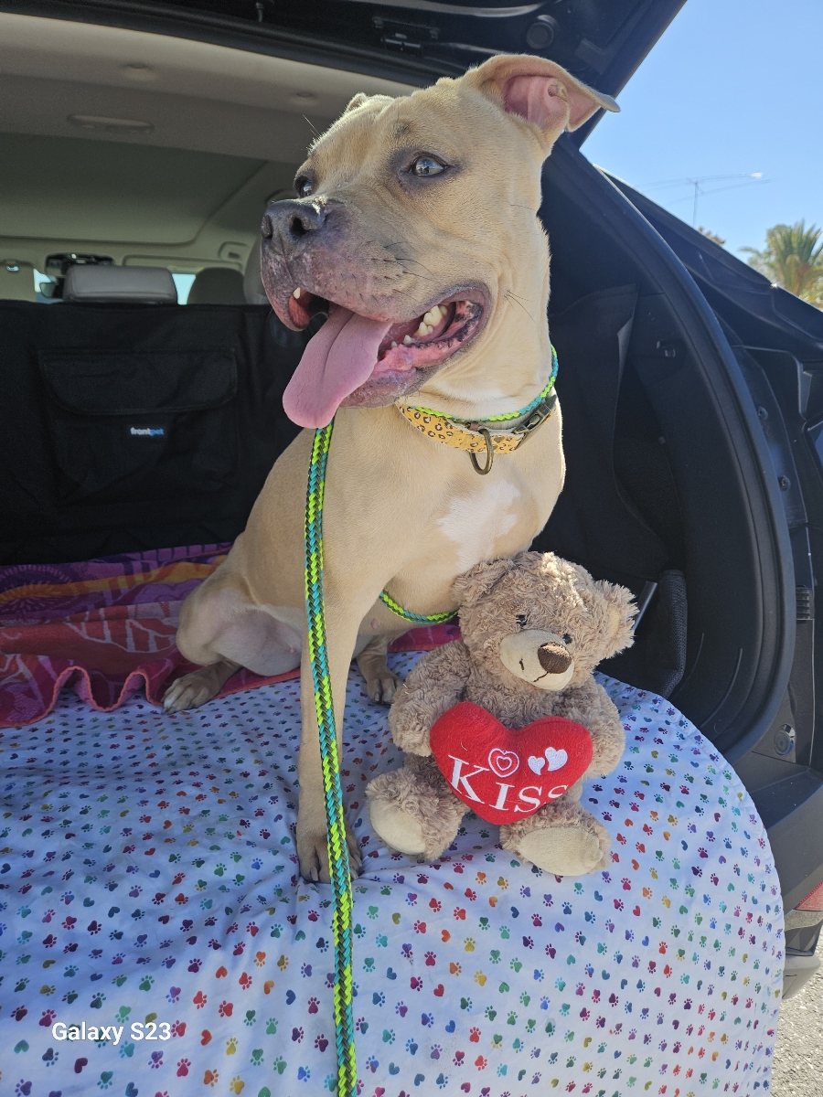 NANI, Adoptable, Young Female Pit Bull Terrier.