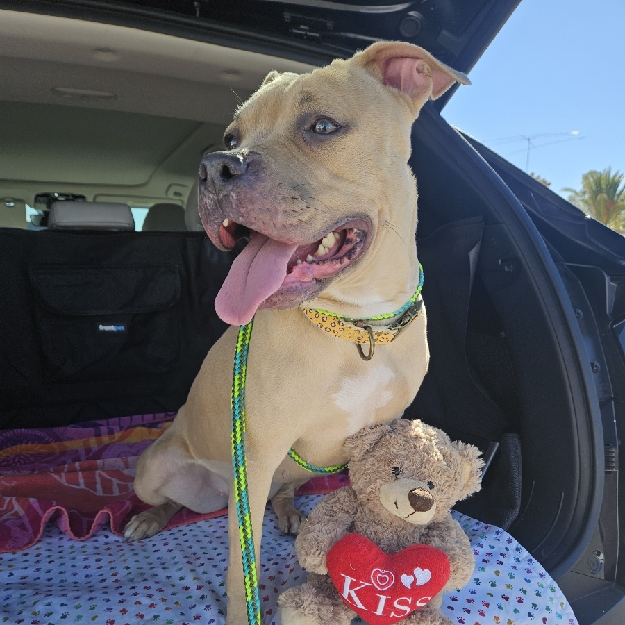 Enlarge NANI, a Adoptable mixed breed in Las Vegas, NV image 2/4