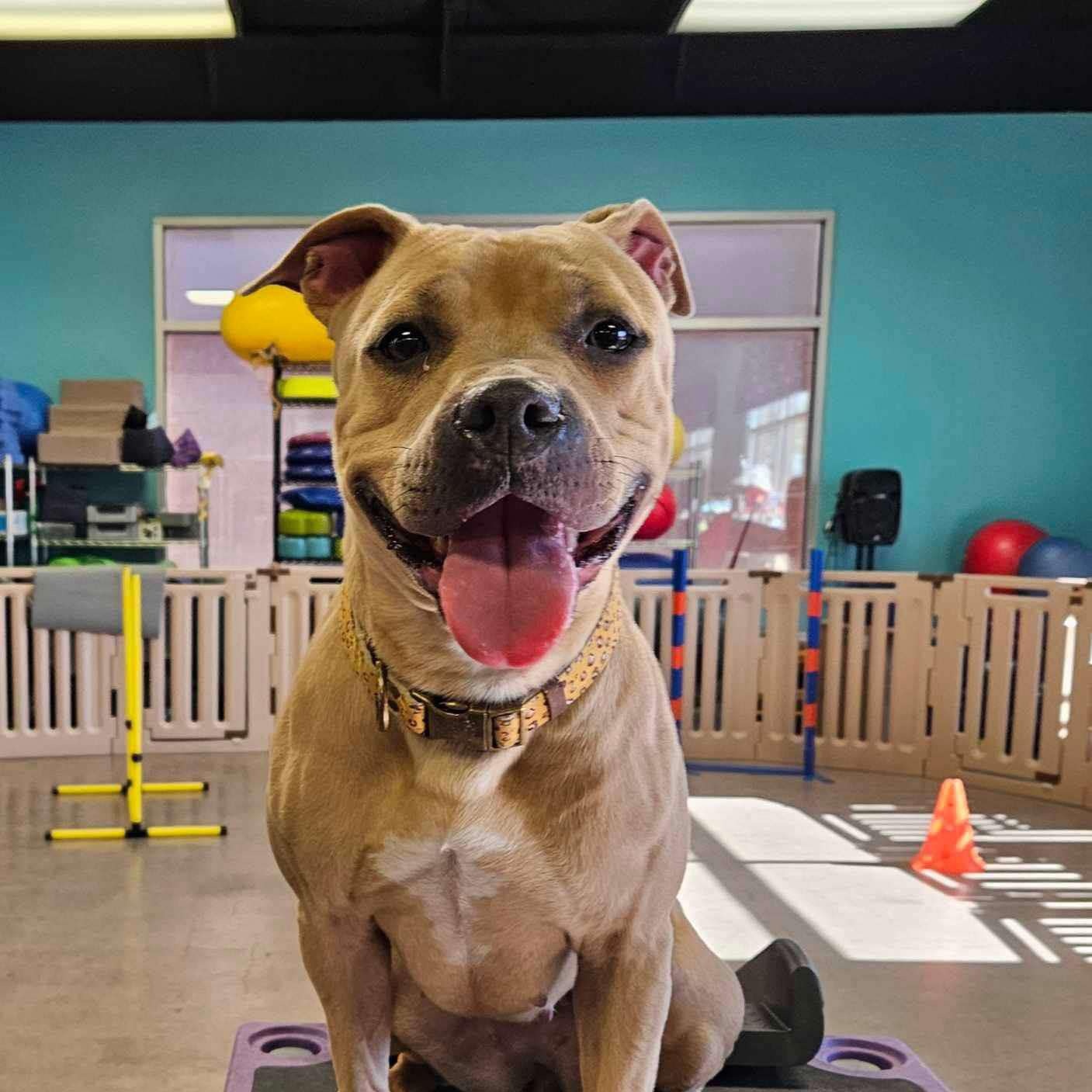NANI, Adoptable, Young Female Pit Bull Terrier.
