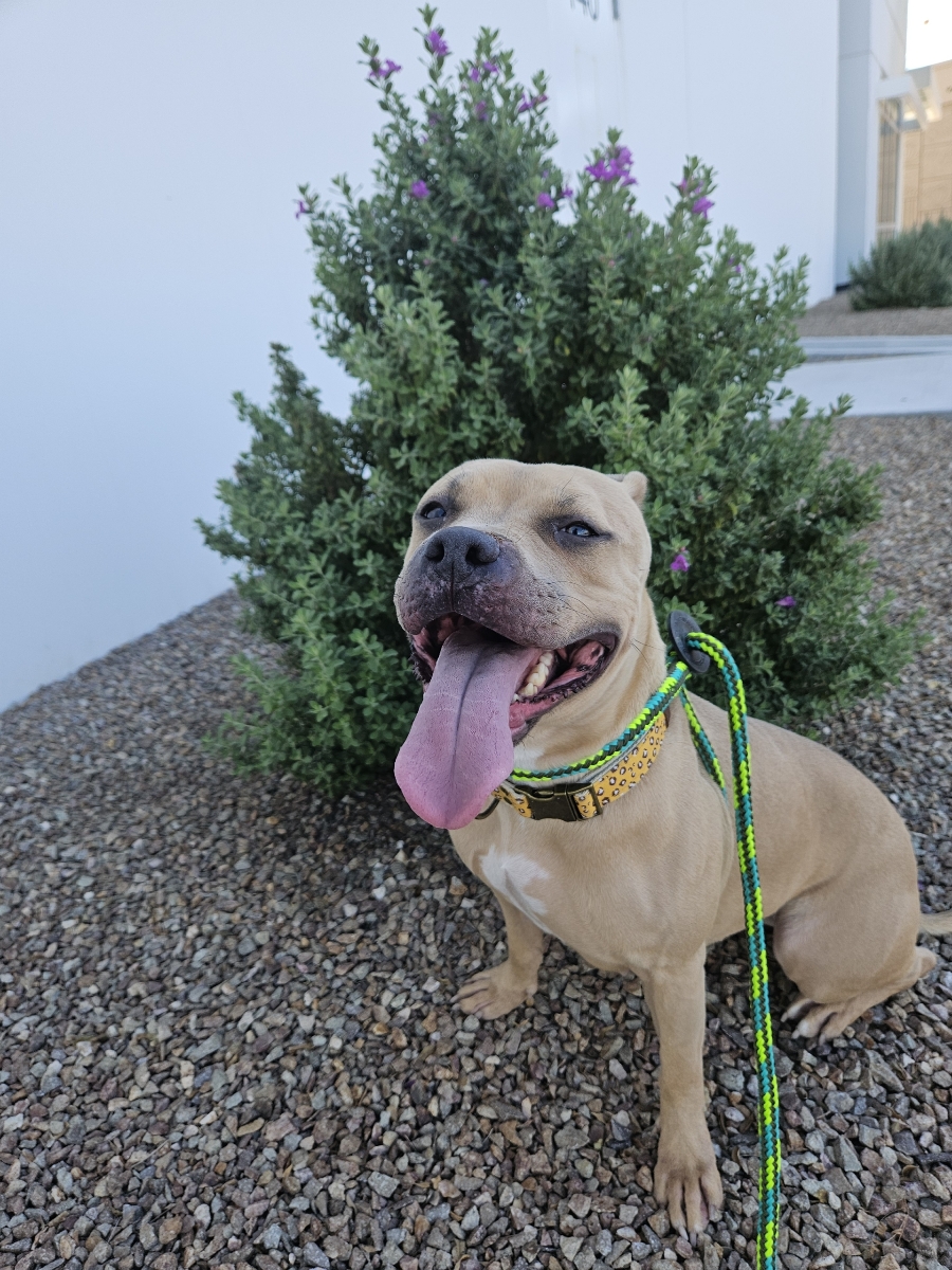 NANI, a Adoptable mixed breed in Las Vegas, NV image 3/4