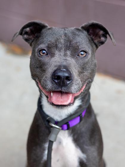Baby Spice, a Adoptable Mixed Breed in Chamblee, GA image 1/3