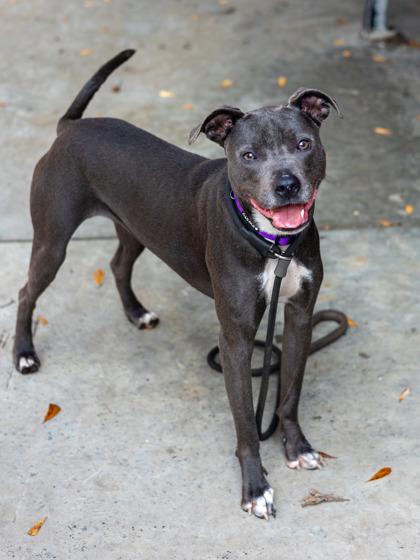 Baby Spice, Adoptable, Adult Female Mixed Breed & Mixed Breed.