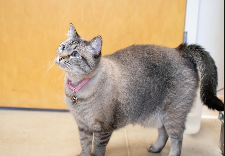 Nova, a Adoptable Domestic Short Hair in Sterling, CO image 1/2