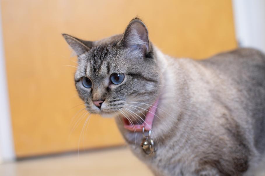Nova, an adoptable Domestic Short Hair in Sterling, CO, 80751 | Photo Image 2