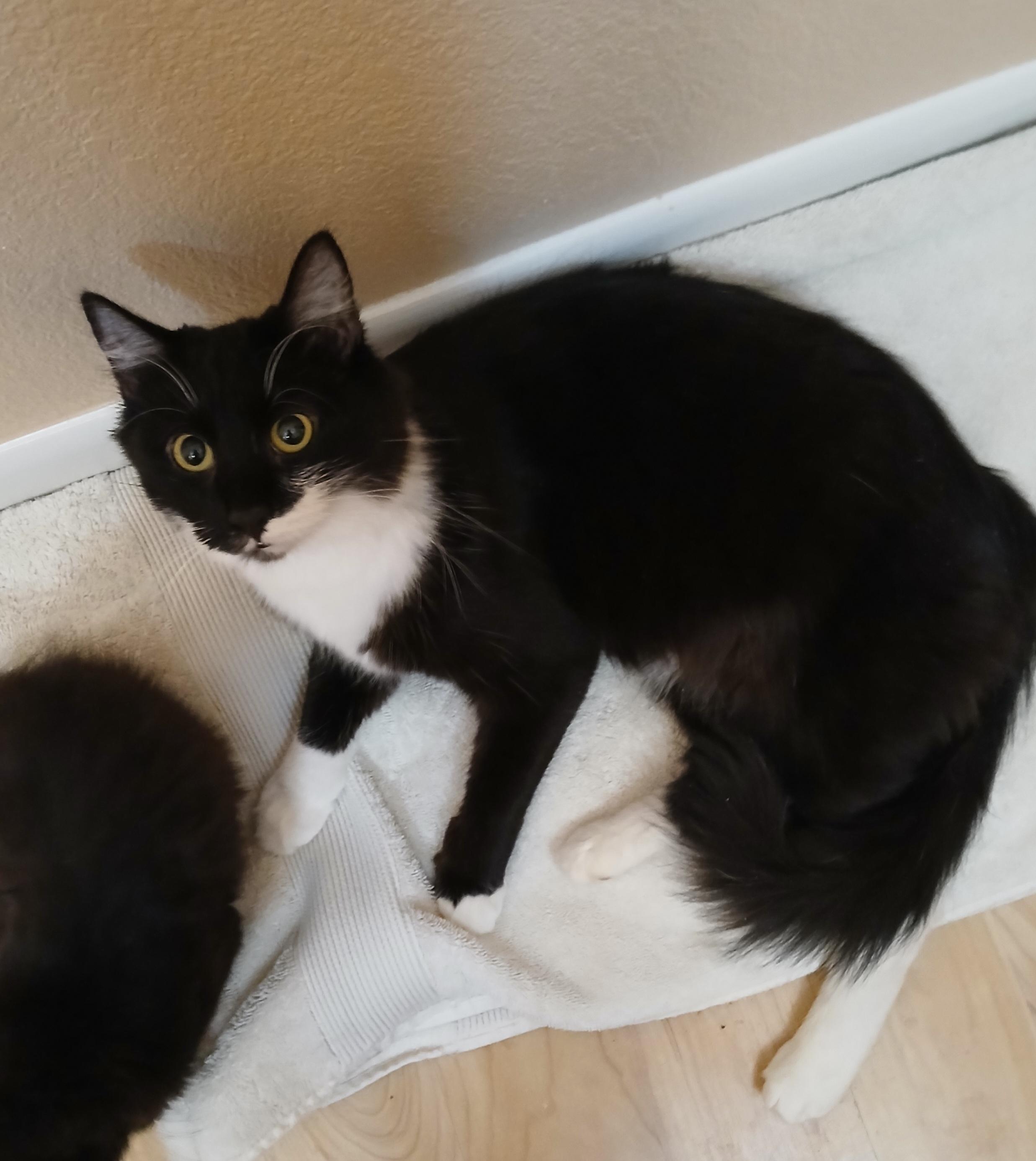 Enlarge Britta (AKA Avery II), a Adoptable mixed breed in Albuquerque, NM image 3/5