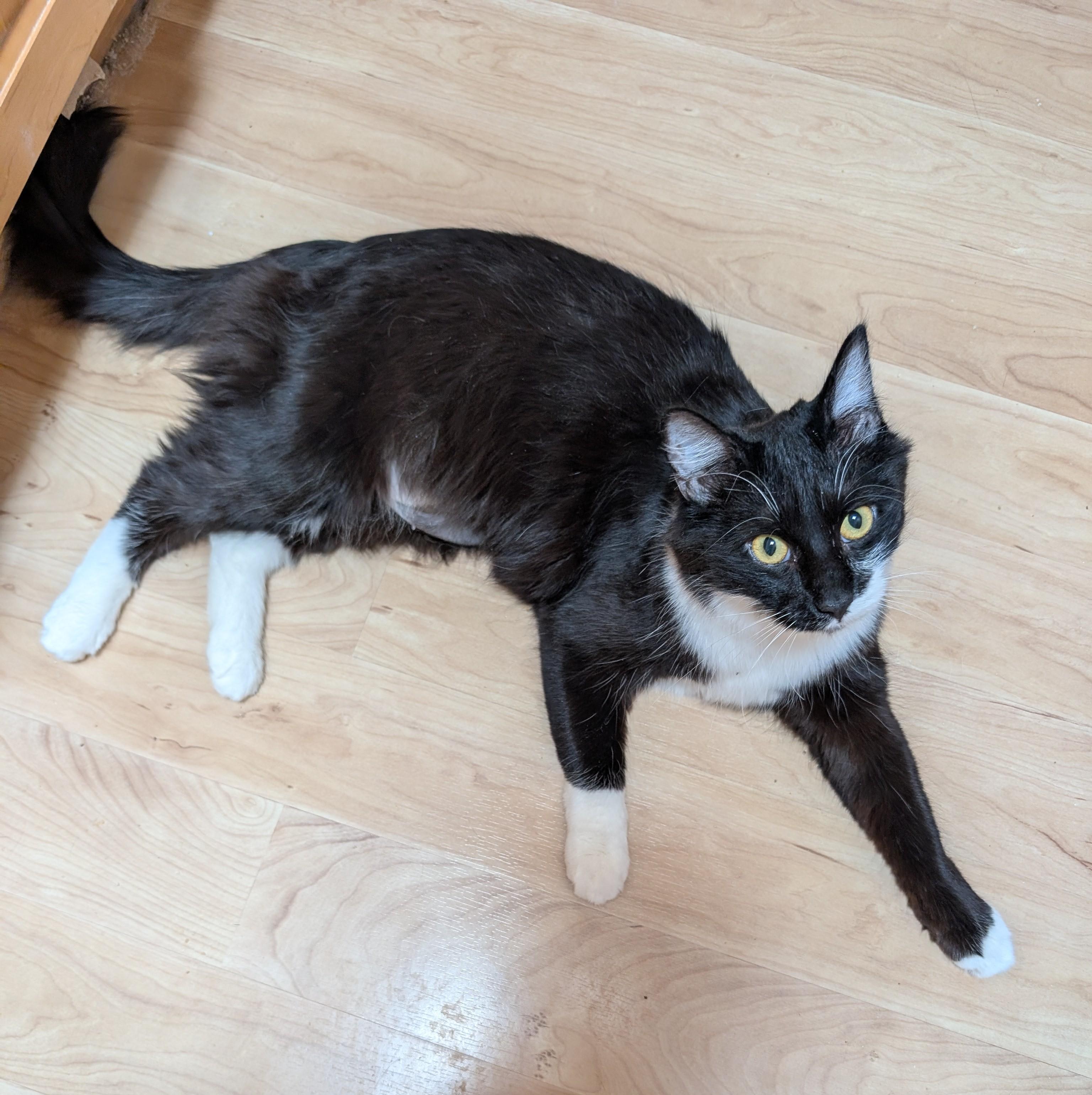 Enlarge Britta (AKA Avery II), a Adoptable mixed breed in Albuquerque, NM image 4/5