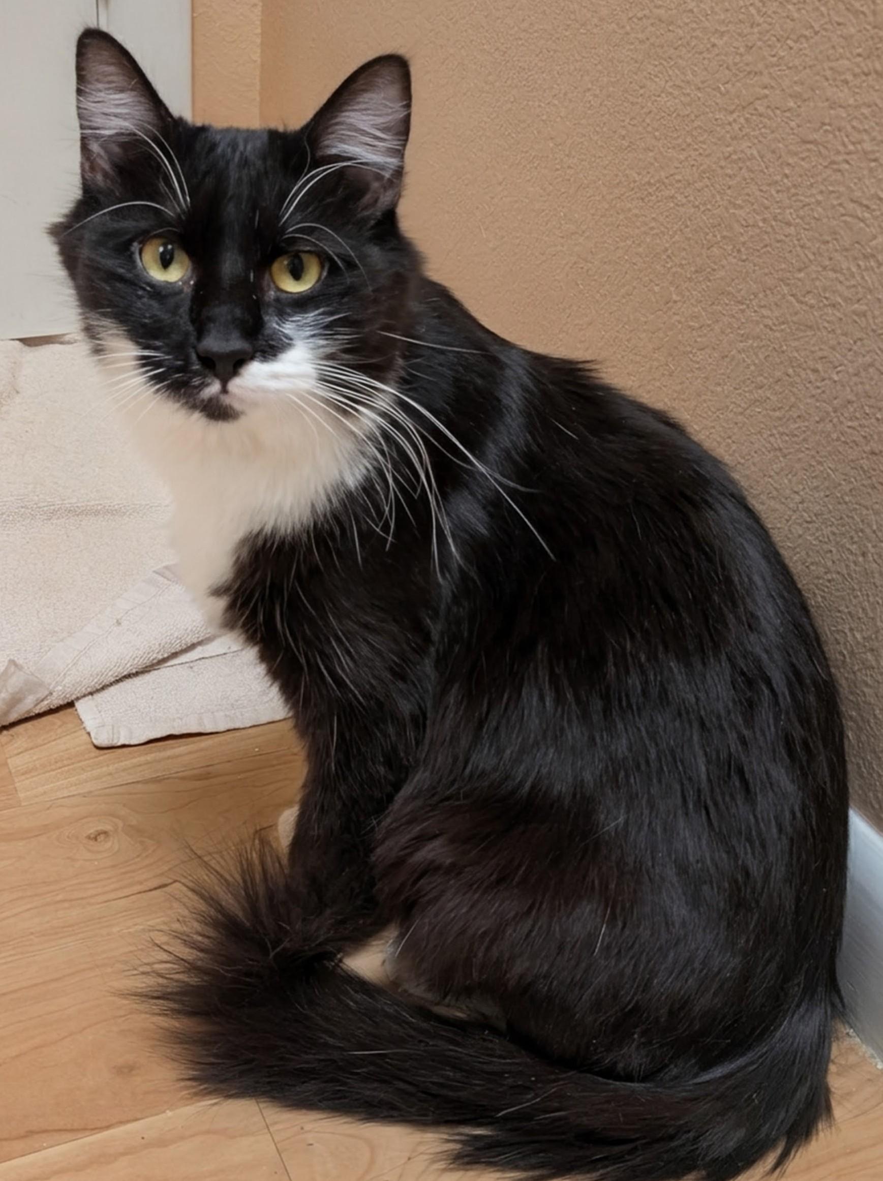 Britta (AKA Avery II), Adoptable, Kitten Female Tuxedo.