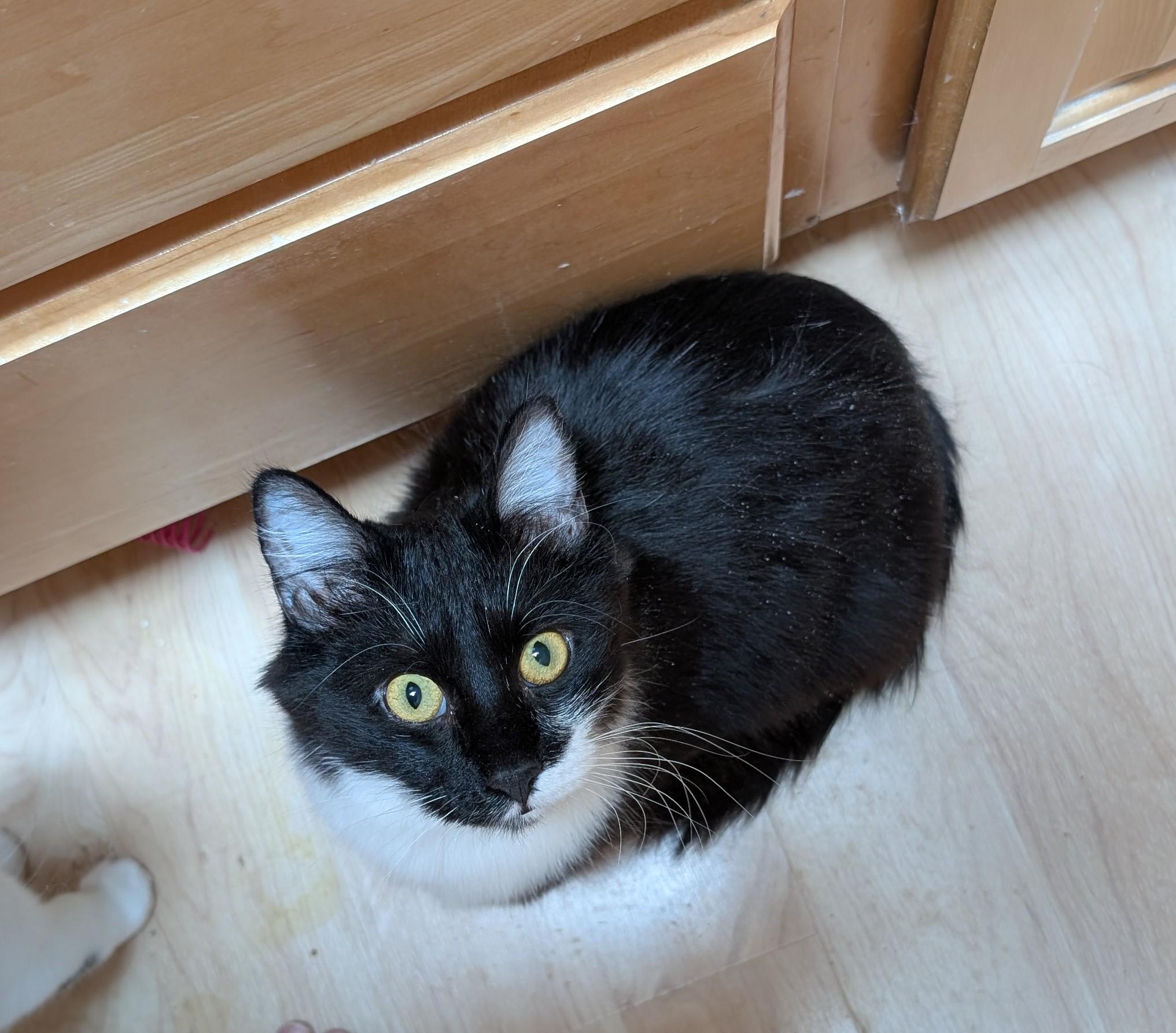 Enlarge Britta (AKA Avery II), a Adoptable mixed breed in Albuquerque, NM image 5/5