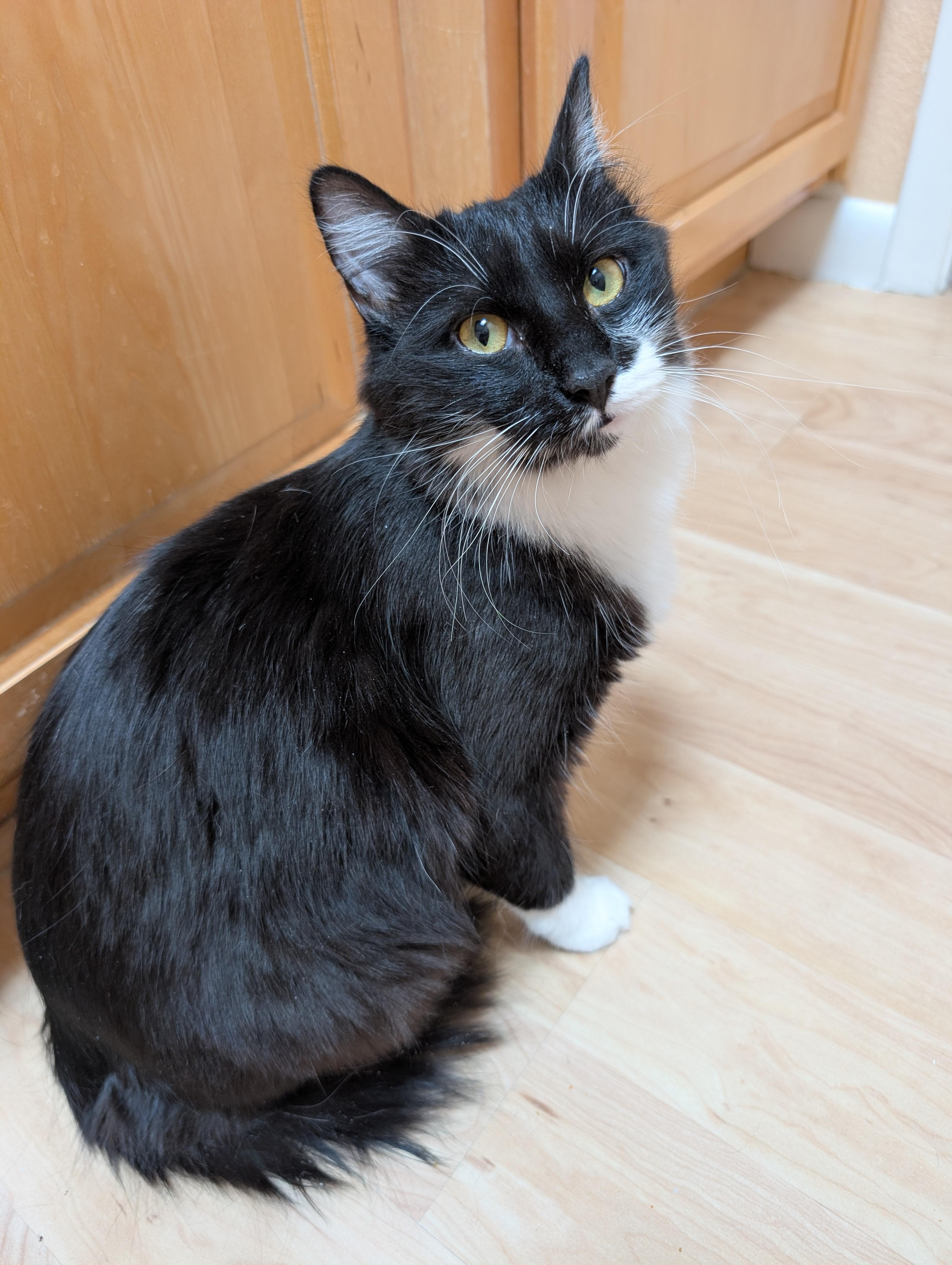 Enlarge Britta (AKA Avery II), a Adoptable mixed breed in Albuquerque, NM image 2/5