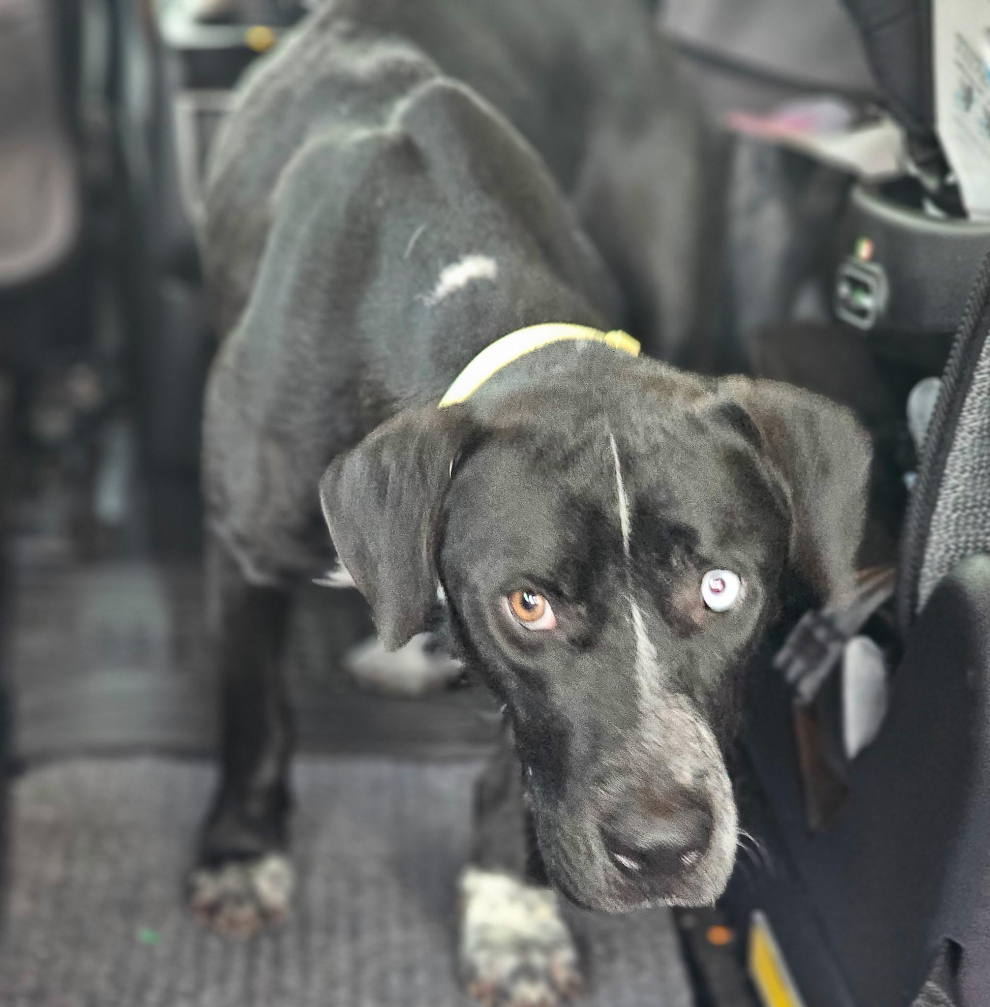 Sally, Adoptable, Adult Female Catahoula Leopard Dog.