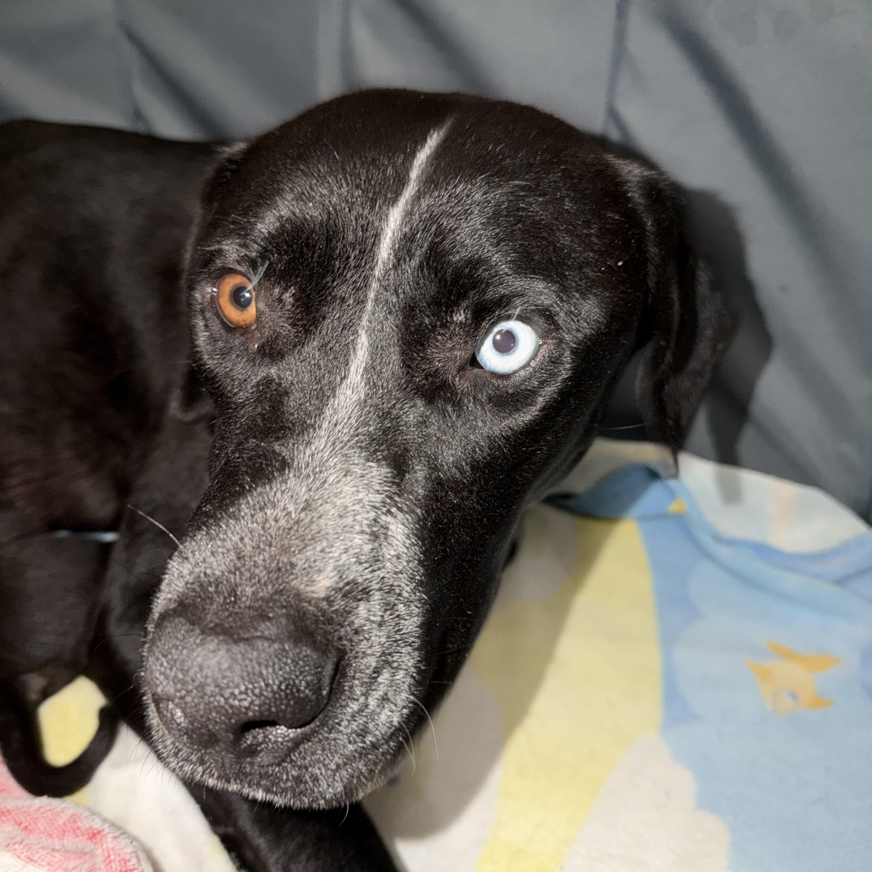 Enlarge Sally, a Adoptable mixed breed in Port Saint Lucie, FL image 2/4