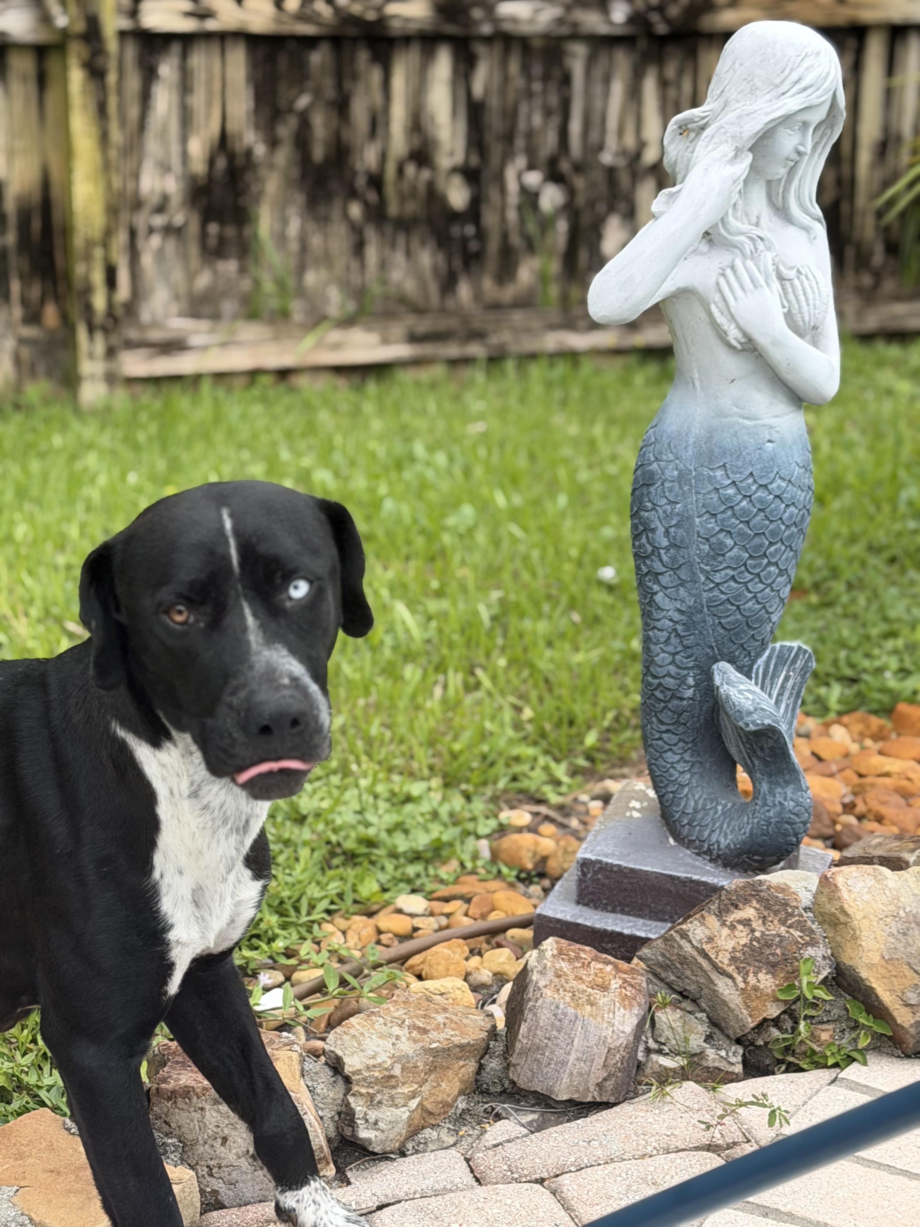Enlarge Sally, a Adoptable mixed breed in Port Saint Lucie, FL image 4/4