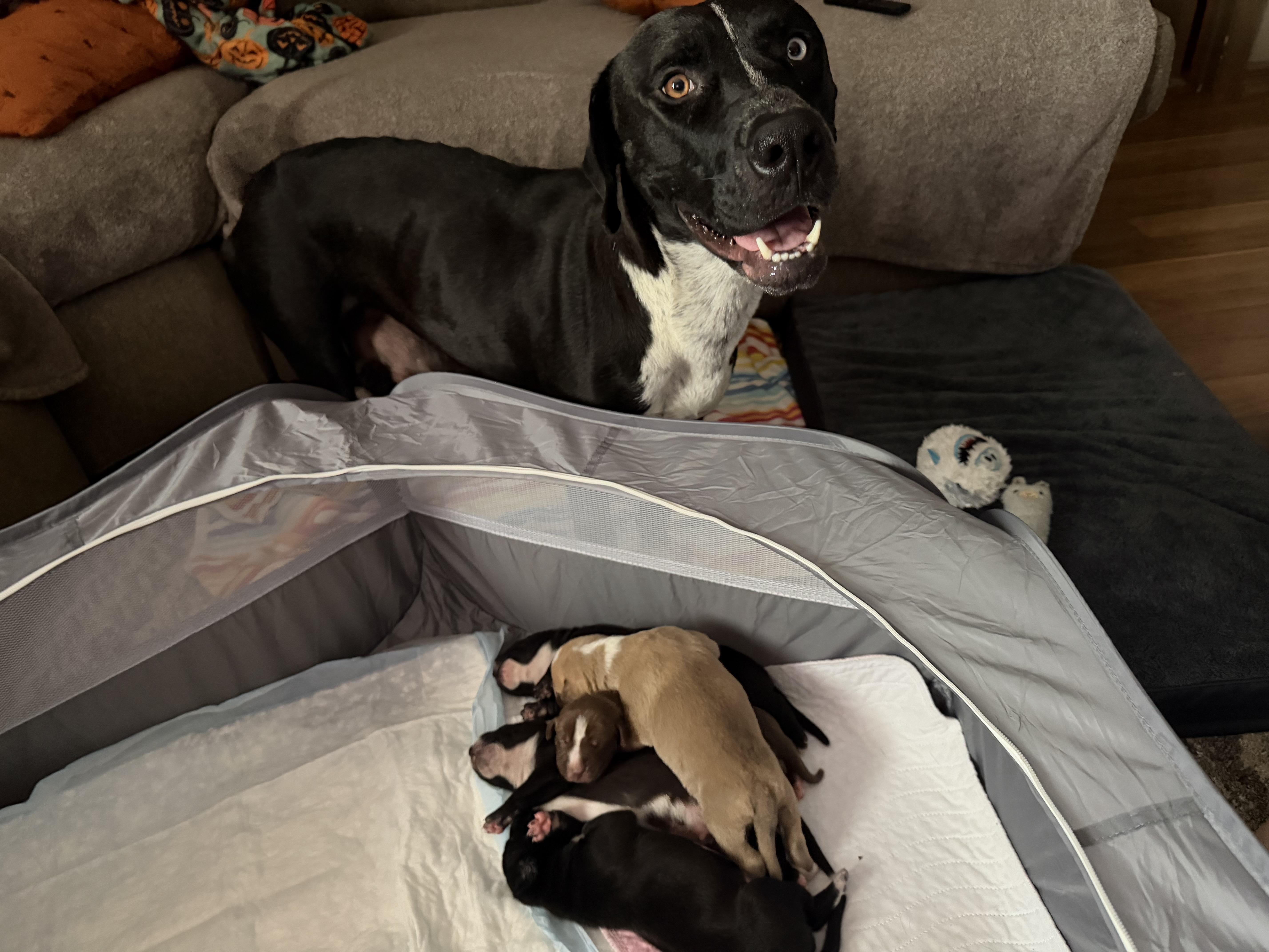 Enlarge Sally, a Adoptable mixed breed in Port Saint Lucie, FL image 3/4