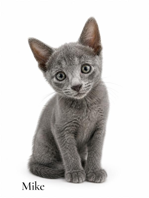 Mike, ADOPTABLE, Kitten Male Domestic Short Hair.