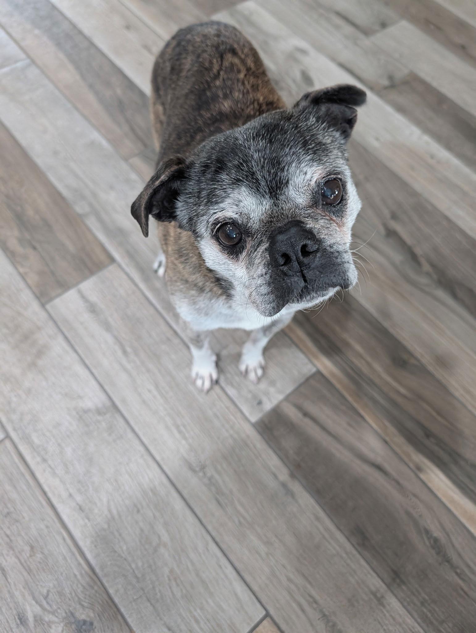 Kendra, Adoptable, Senior Female Boston Terrier & Pug.