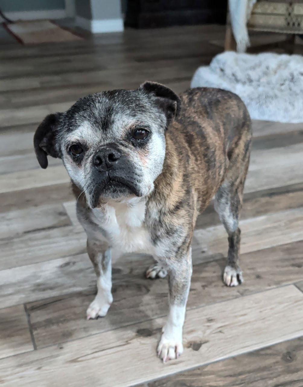 Enlarge Kendra, a Adoptable mixed breed in Scottsdale, AZ image 2/3