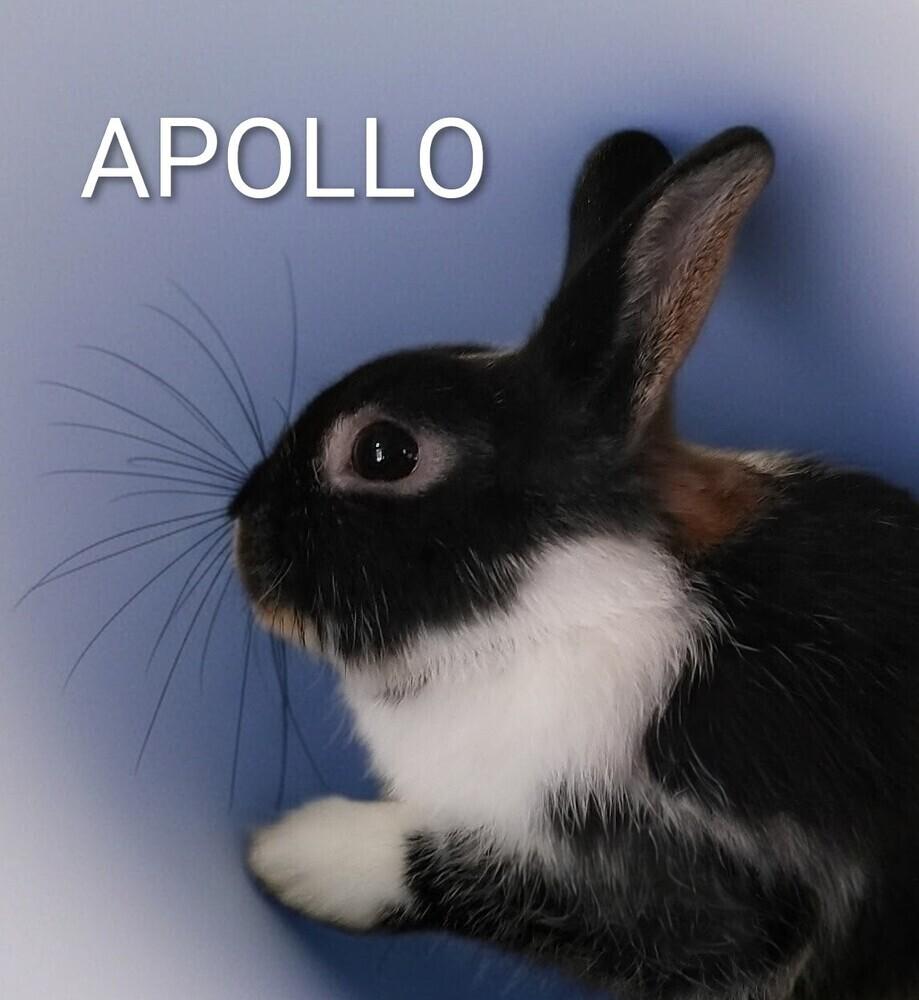 Enlarge Apollo, a Adoptable mixed breed in Dallas, PA image 3/4