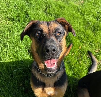 Enlarge Dixie, a Adoptable mixed breed in San Jose, CA image 5/5