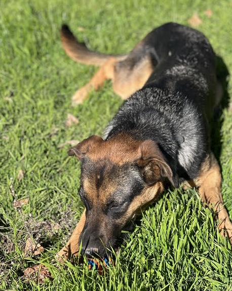 Dixie photo 3
