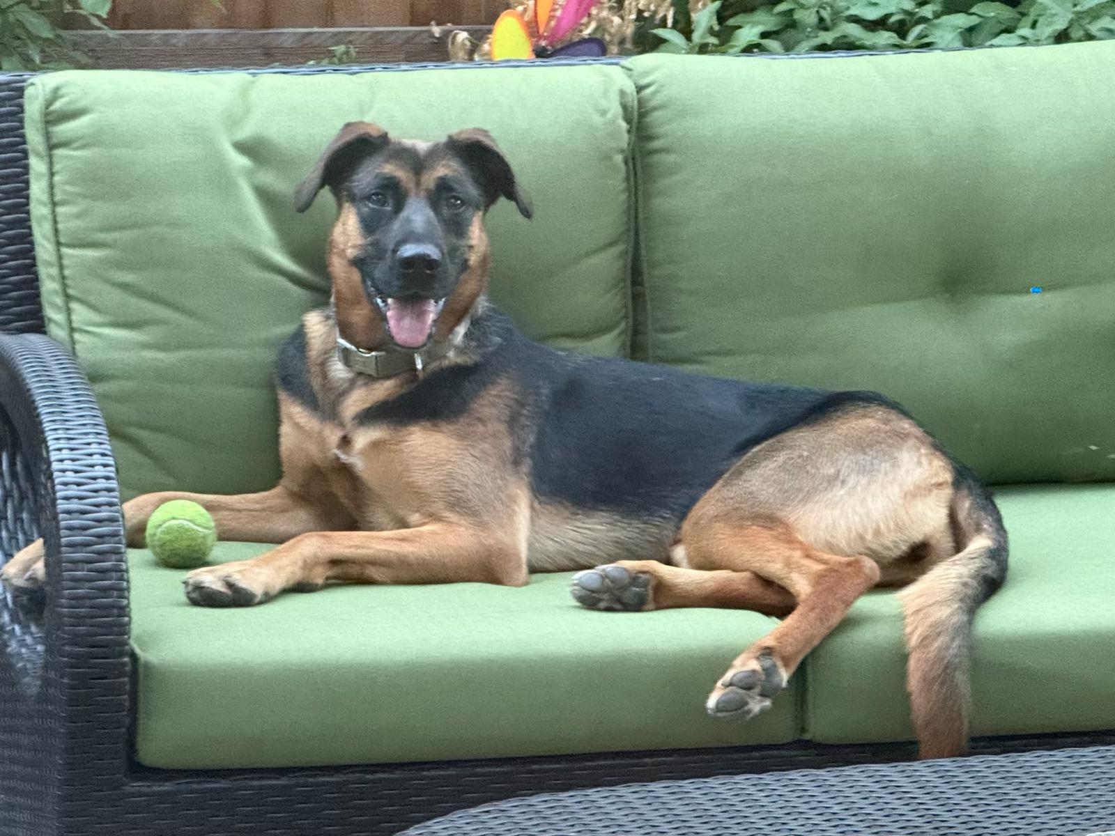 Enlarge Dixie, a Adoptable mixed breed in San Jose, CA image 2/5