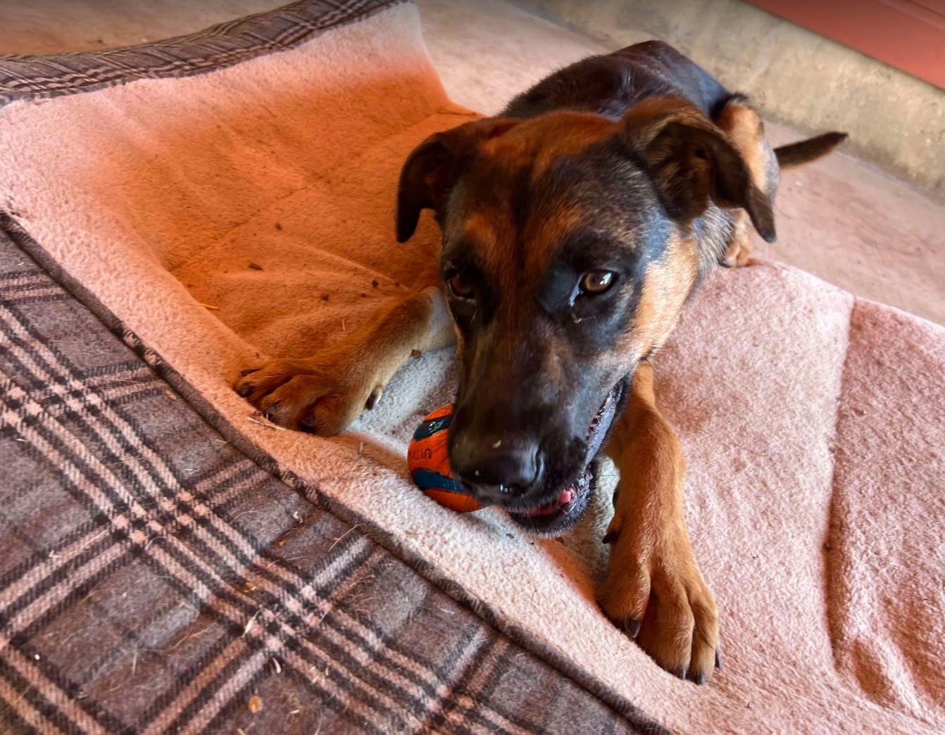 Dixie photo 6