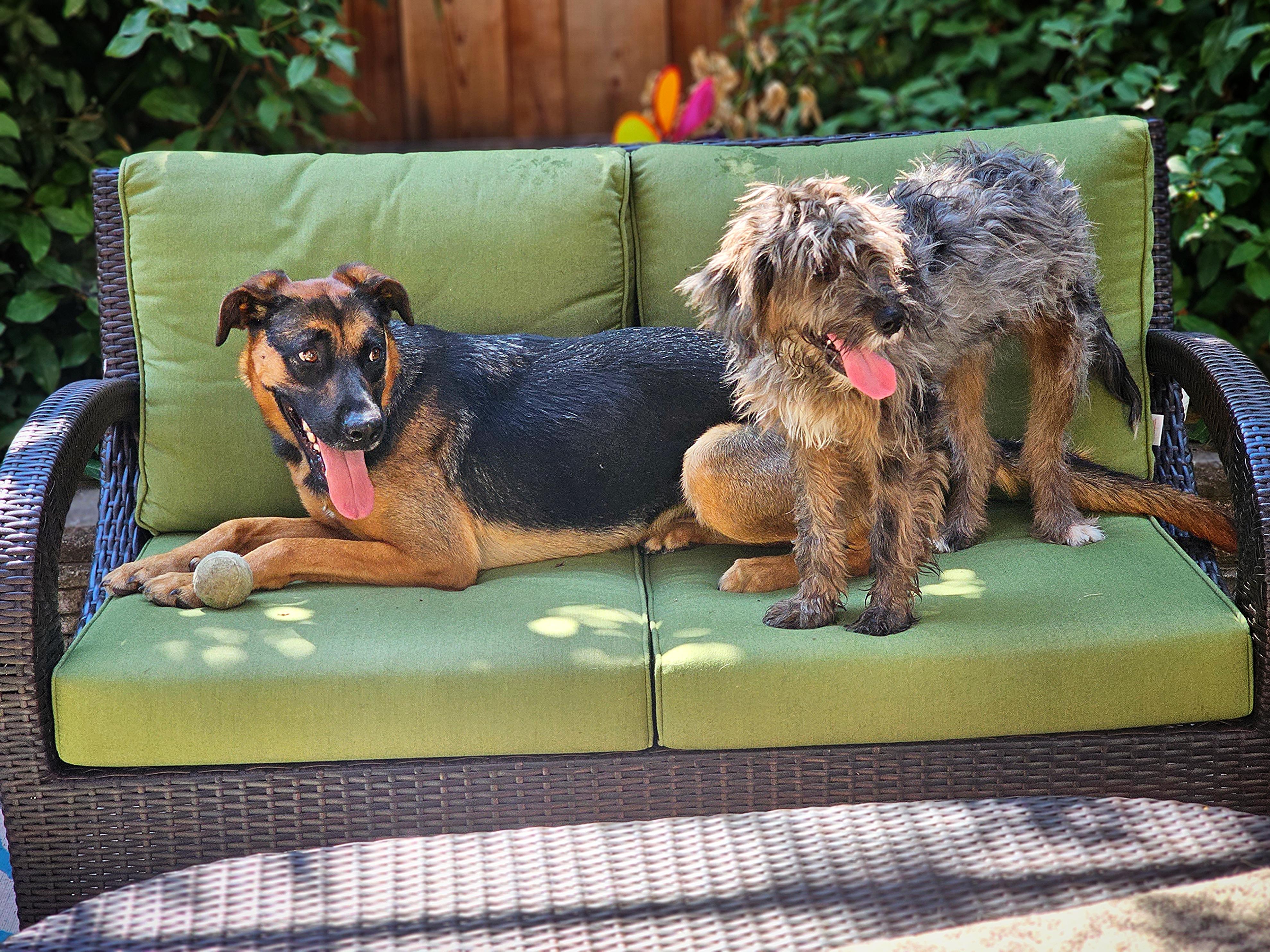 Enlarge Dixie, a Adoptable mixed breed in San Jose, CA image 4/5