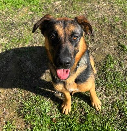 Enlarge Dixie, a Adoptable mixed breed in San Jose, CA image 3/5