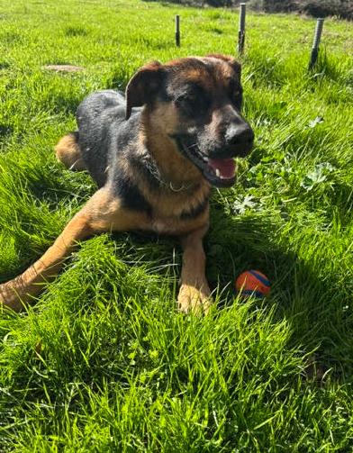 Dixie photo 5