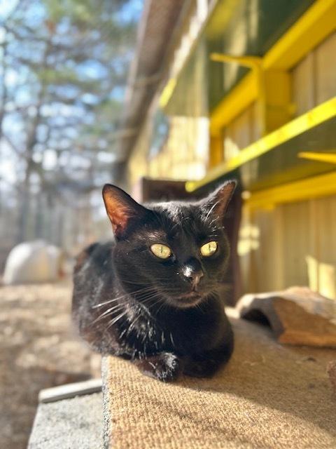 Astrid, a Adoptable Domestic Short Hair in Muskegon, MI image 1/6