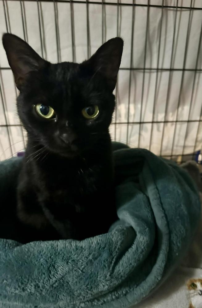 Astrid, Adoptable, Adult Female Domestic Short Hair.